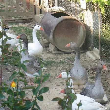 Country house Agriturismo Ai Lecci Ramazzano - Le Pulci